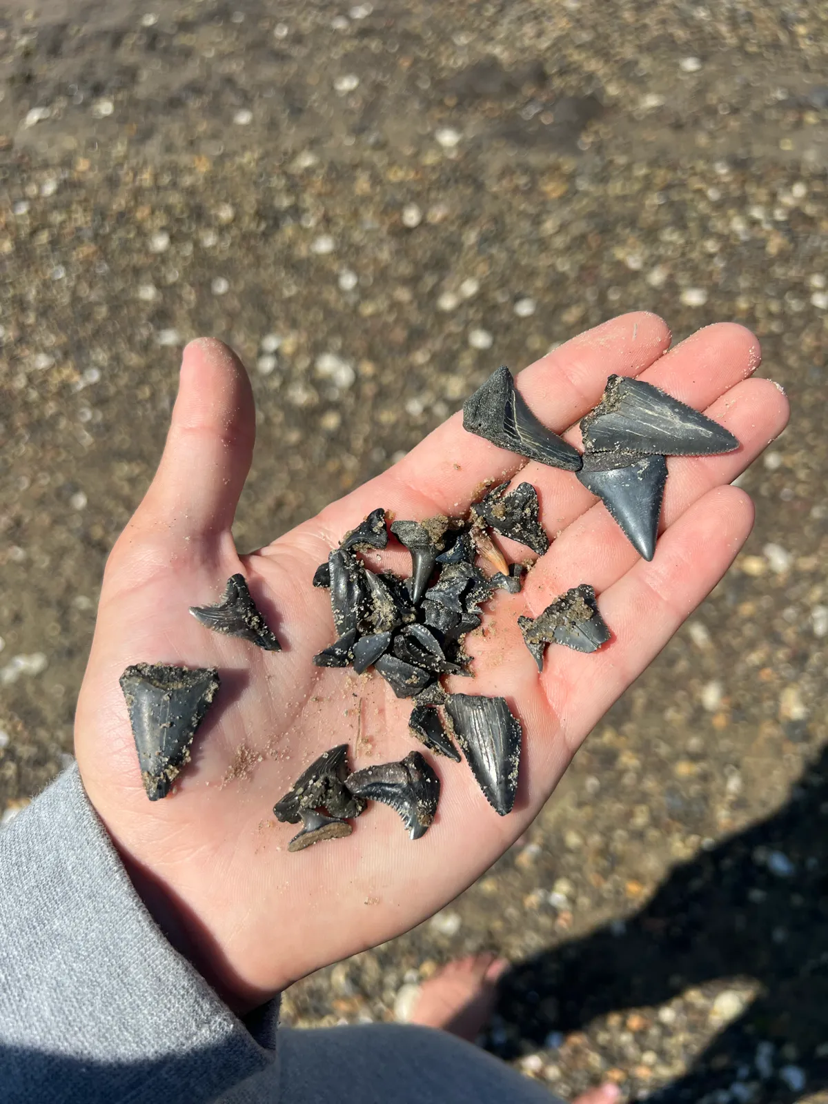 A palmful of fossilized shark teeth held over a shell beach